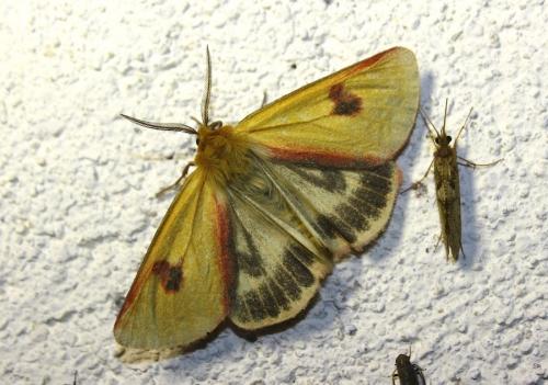 Diacrisia sannio